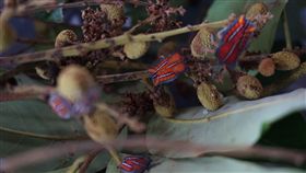 蟲蟲危機　中市府推荔枝椿象防治法荔枝椿象自去年起，開始在各地猖獗，除了果園外，現已出沒在市區的校園及住宅區。台中市政府農業局23日發布新聞提出防治荔枝椿象的三部曲，以化學、物理及生物防治並重的病蟲害綜合防治法，盼降低農民損失。中央社記者趙麗妍攝　107年5月23日