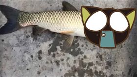 鸚鵡魚,魚,海豚,鯉魚,污染,日本,微信,大陸,頭,鐵頭功,魚鱗, 圖／翻攝自臉書　https://goo.gl/Hr1XzQ