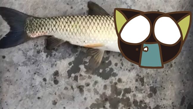 是海豚還是魚？ 陸「怪魚」引熱議