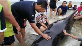 胃有8公斤塑膠袋…領航鯨命喪泰國
（圖／翻攝自Thon Thamrongnawasawat臉書）