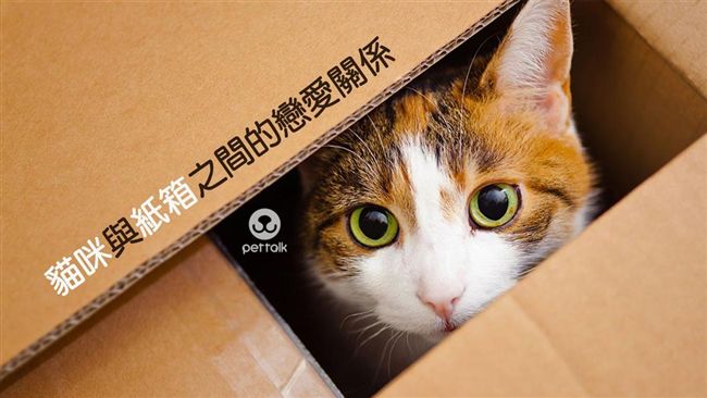 貓咪愛鑽紙箱、抓紙板　背後有這目的