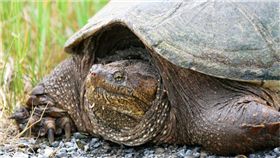 鱷龜,烏龜　圖／Pixabay