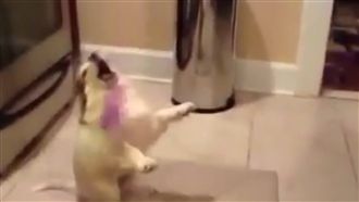 汪星人玩你丟我接　下一秒被KO倒地