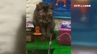 為了夾公仔！惡劣男塞「店貓」進機台