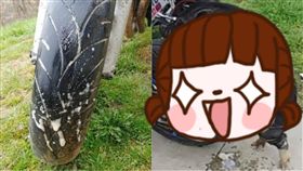 輪胎,豬,14秒,機車,後輪,性侵,強姦,Magman W,精液,單身,懷孕,動物,寵物