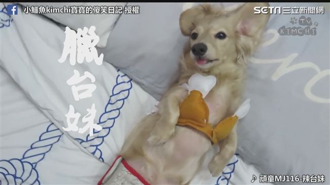 戴墨鏡穿花襯衫 臘腸變身臘台妹