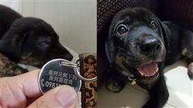 怕狗走丟被勒索！媽在吊牌刻超爆笑留言　網友狂推：求團購（圖／飼主Athena Lin提供）