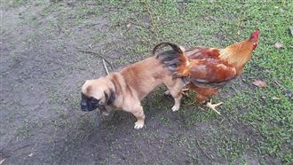 「雞犬升天」難拔　跨物種交配超另類