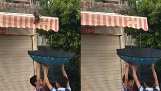 2男童撐傘救貓　網友感動讚：真英雄