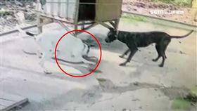 滑過大丹狗肚擾清夢 220cm錦蛇慘被咬死