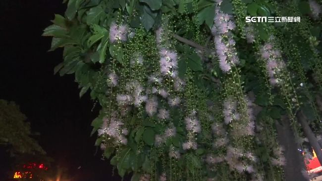 穗花棋盤腳夢幻垂掛　夜盛開白晝凋謝