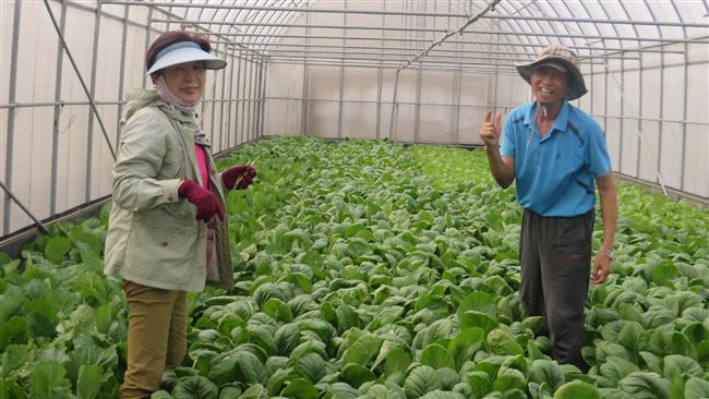 中醫退休轉務農　種出優質有機蔬菜