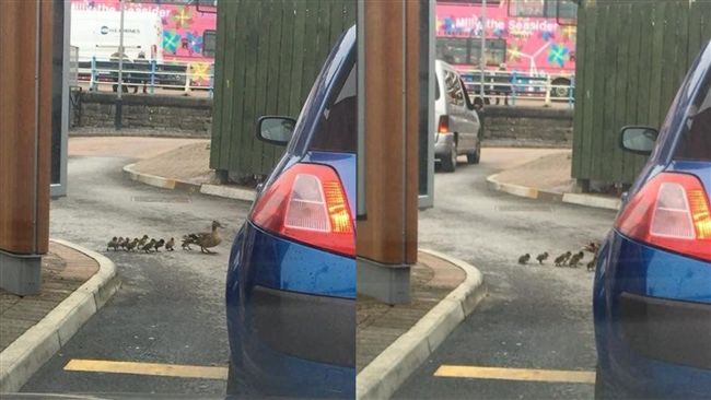 不顧鴨群過馬路　冷血駕駛竟直接輾過