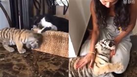 貓咪,老虎,寵物,巴頭（圖／翻攝自臉書寵物搞飛機）