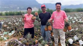 幫農民賣鳳梨　飯店快變農產公司（1）台東早生鳳梨價格不如預期，飯店業者幫忙銷售，意外大受歡迎。鹿鳴溫泉酒店董事長潘貴蘭（左）親自下田幫忙採收銷售，她笑稱，飯店快變農產公司。（潘貴蘭提供)中央社記者盧太城台東傳真　107年6月5日