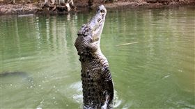 鱷魚猛撲撕咬！湖中受洗秒變「血洗」
衣索比亞,阿爾巴門奇,新教,牧師,阿拜亞湖,受洗,鱷魚
https://flic.kr/p/aEEV1k
（圖／攝影者Travis, Flickr CC License）