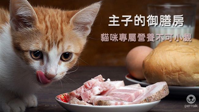 主子的御膳房　貓咪專屬營養不可小覷