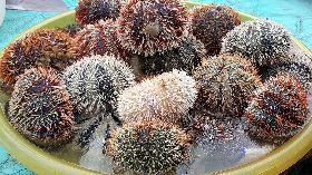 澎湖馬糞海膽採捕　縮短延後半個月（2