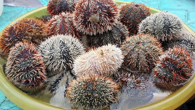 限定！澎湖馬糞海膽　開放採捕2個月