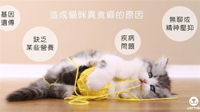 別再吃毛線了！解析貓咪異食癖