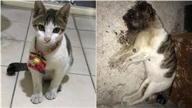 流浪貓,貓屍,油漬,花蓮(翻攝臉書)