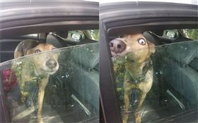 惡劣主人！將狗獨留34度車內逛超市
（圖／翻攝自Twitter）