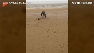 帶汪星人去海邊！萌犬太興奮絆倒主人