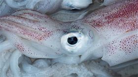 嘴巴裡面都是！韓大媽吃飯慘遭口爆　原來是這東西（圖／翻攝自pixabay
口爆,南韓,美國,魷魚,精莢,海鮮,生吃