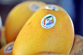 芒果界的LV　台東夏雪芒果集寵愛一身