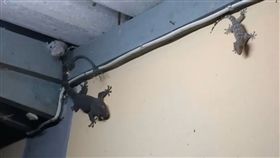 泰國大壁虎進食（圖／翻攝自臉書）