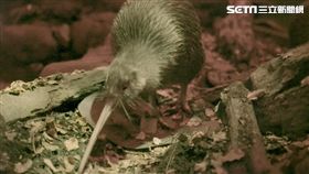 白心儀(圖/東森提供)
