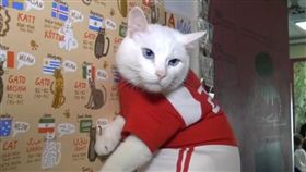 ▲白貓阿基里斯。（圖／截自白貓阿基里斯預告）