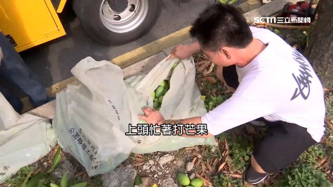 獨／他們忙打芒果　民眾樂吃免錢水果