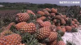 受到天氣影響，台灣鳳梨今年集中在5月收成，導致量多出現產銷問題。