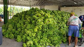 格外品香蕉去化　高市府將送畜牧場餵豬配合農委會農糧署政策，高雄市收購約44噸的格外品香蕉進行去化，並堆滿了集貨場，高雄市農業局表示，將送到畜牧場餵豬或堆肥場資源利用。中央社記者王淑芬攝　107年6月8日