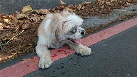 新北市,八里,八里渡船頭,五股,荒山,犬隻,動物之家,