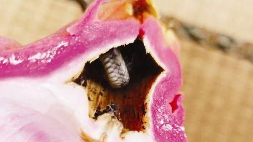火龍果藏黑色花紋　竟是10公分小蛇