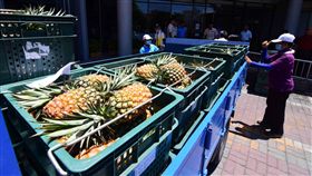 台東鳳梨價格不如預期　縣府員工訂購（1）台東早生鳳梨採收和西部鳳梨量產撞期，價格不如預期，台東縣政府除了和飯店業者幫忙銷售，縣政府員工也訂購5000多顆鳳梨，5日運到縣政府。中央社記者盧太城台東攝　107年6月5日