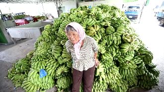 將香蕉割破拿去餵豬　蕉農：心在淌血