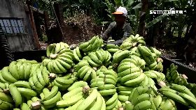 蕉農多可憐1200