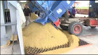 怕颱風毀心血　農民搶割一期稻價狂跌