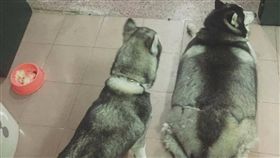 汪星人,狗,爆笑公社,哈士奇,阿嬤（圖／翻攝自爆笑公社）