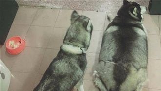 阿嬤覺得餓！汪星人被養到連尾巴都胖