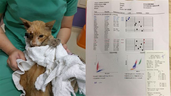 浪貓遭車狠輾　急需輸血「救牠一命」