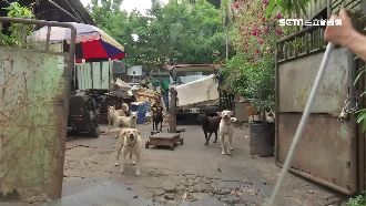 男遭惡犬咬傷住院　主人：狗很乖啊