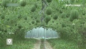 西瓜跟蘋果一樣大　迷你商機現正夯