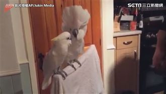 聞音起「鵡」　鸚鵡聽到音樂跳不停