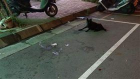 找到車位…「小黑」肉身霸占讓他崩潰　網笑：罐罐是停車費
圖／翻攝自爆料公社臉書