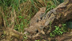 台中市政府,石虎,瀕臨絕種,保育