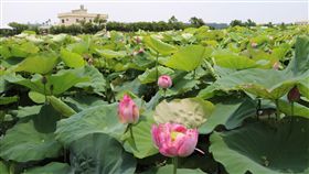 盛夏賞荷趣　馬國朋友也著迷（2）盛夏時分，台中后里中社花市內荷花池的荷花綻放，朵朵荷花與油綠的荷葉相映，微風吹來，荷花輕搖，荷田美景盡收眼底。中央社記者趙麗妍攝　107年6月12日